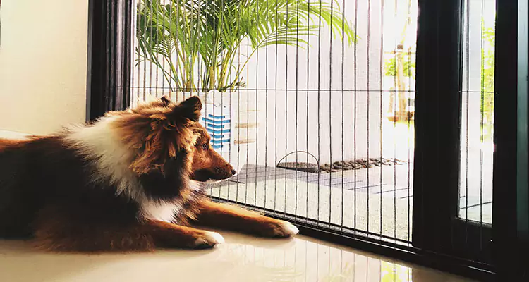Sliding Screen Pet Door Repair in Sunset, FL